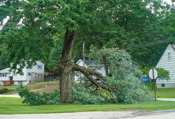 Best Tree Removal Near Me  in Marble Falls, TX